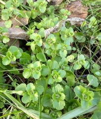 Veronica hederifolia-sublobata-triloba