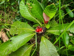 Stipularia africana