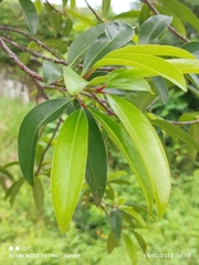 Garcinia cowa