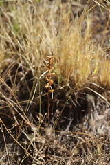 Orobanche minor