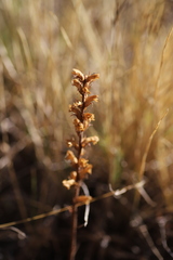 Orobanche minor