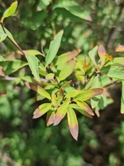 Spiraea cantoniensis