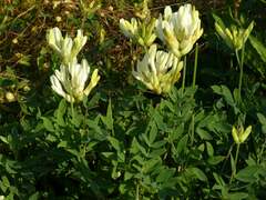Astragalus albicaulis