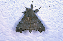 Olceclostera magniplaga