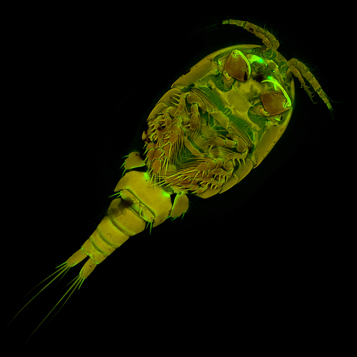 Hemicyclops photographed in Vietnam