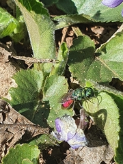 Chrysura trimaculata