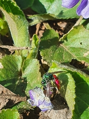 Chrysura trimaculata