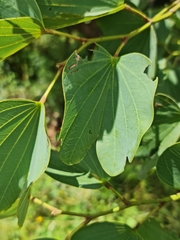 Bauhinia galpinii
