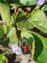 Chrysura trimaculata