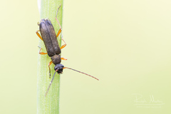 Grammoptera ustulata