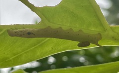 Eupanacra elegantulus