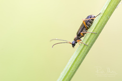 Grammoptera ustulata