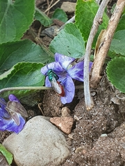 Chrysura trimaculata