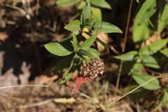 Phyllopentas schimperi