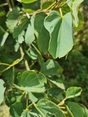 Bauhinia galpinii