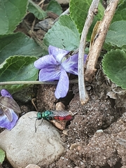 Chrysura trimaculata