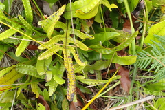 Microsorum pustulatum
