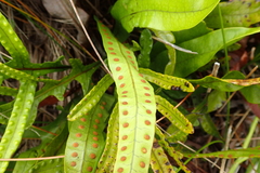 Microsorum pustulatum