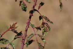 Rose rosette emaravirus