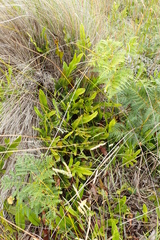 Microsorum pustulatum