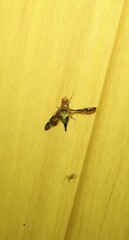 Austrorioxa acidiomorpha