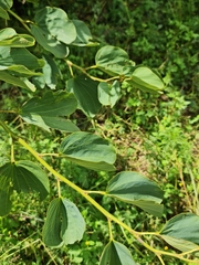 Bauhinia petersiana