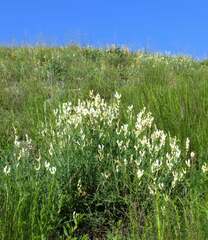 Astragalus albicaulis