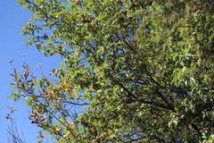 Olinia rochetiana