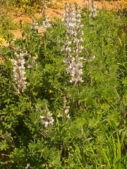 Lupinus palaestinus