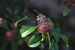 Olinia rochetiana