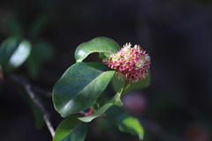 Olinia rochetiana