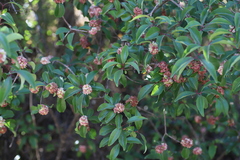 Olinia rochetiana
