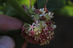 Olinia rochetiana