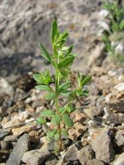 Callipeltis cucullaris
