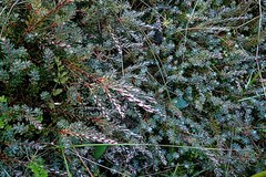 Acrothamnus colensoi