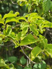 Afrocanthium mundianum