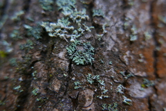 Lichenochora obscuroides