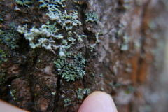 Lichenochora obscuroides