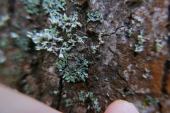 Lichenochora obscuroides