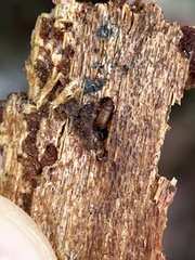 Taphrorychus bicolor