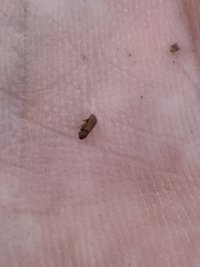 Taphrorychus bicolor