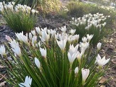 Zephyranthes candida