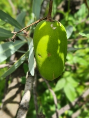 Cucumis
