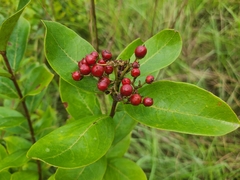 Psorospermum febrifugum