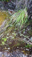Bromus leptoclados