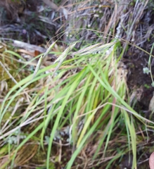 Bromus leptoclados