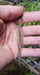 Bromus leptoclados