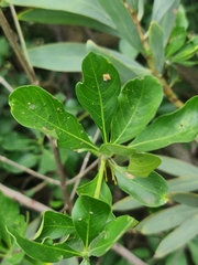 Pavetta gardeniifolia