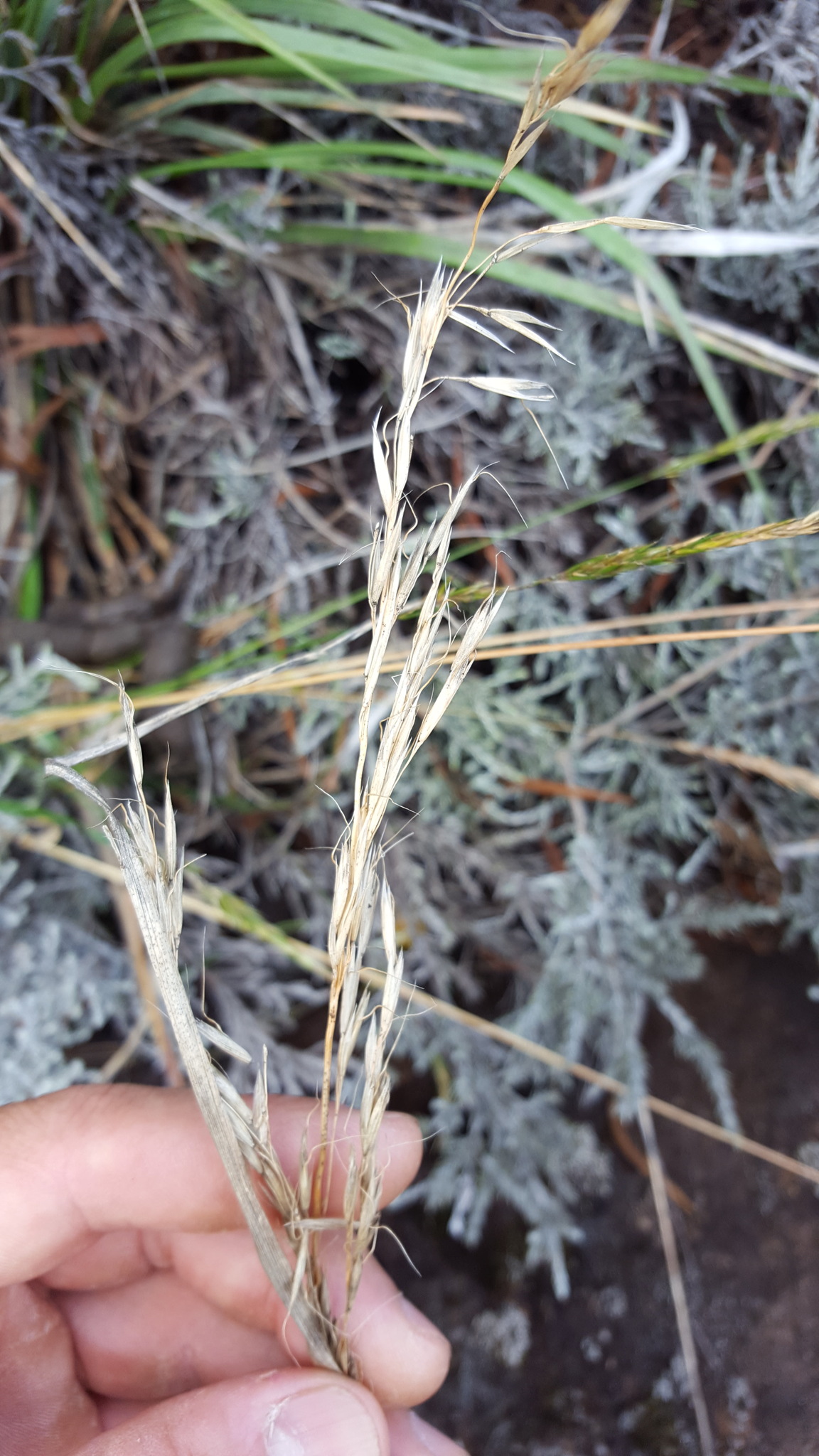 (c) François Rousseu, certains droits réservés (CC BY-NC) https://www.inaturalist.org/observations/149119282