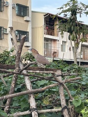 Gorsachius melanolophus